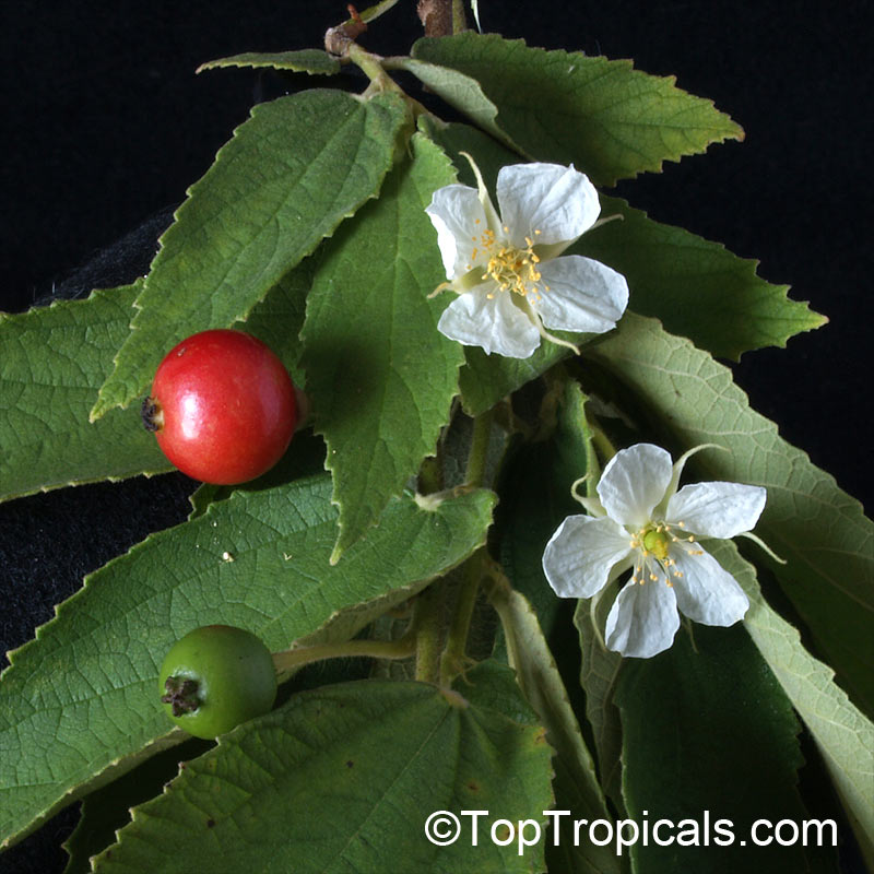  Strawberry tree, or Cotton Candy - Muntingia calabura branch