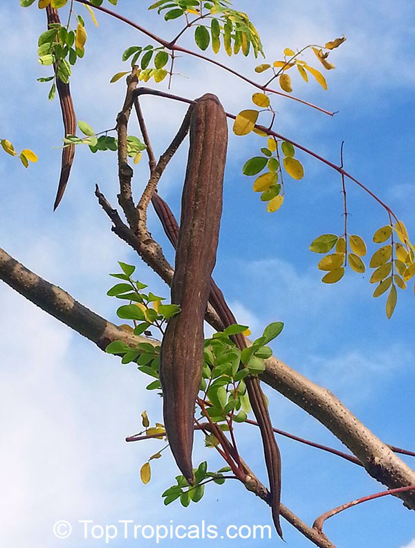 Moringa oleifera - Bridal veil, Horseradish tree, Drumstick Tree, Ben Oil Tree