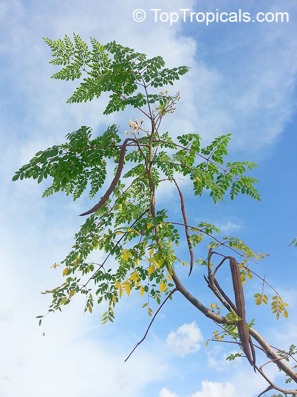 Moringa oleifera - Bridal veil, Horseradish tree, Drumstick Tree, Ben Oil Tree