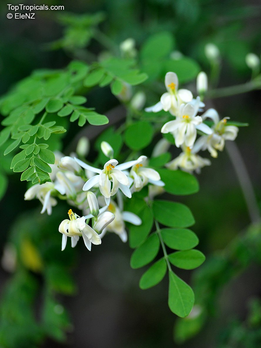 Moringa oleifera - Bridal veil, Horseradish tree, Drumstick Tree, Ben Oil Tree