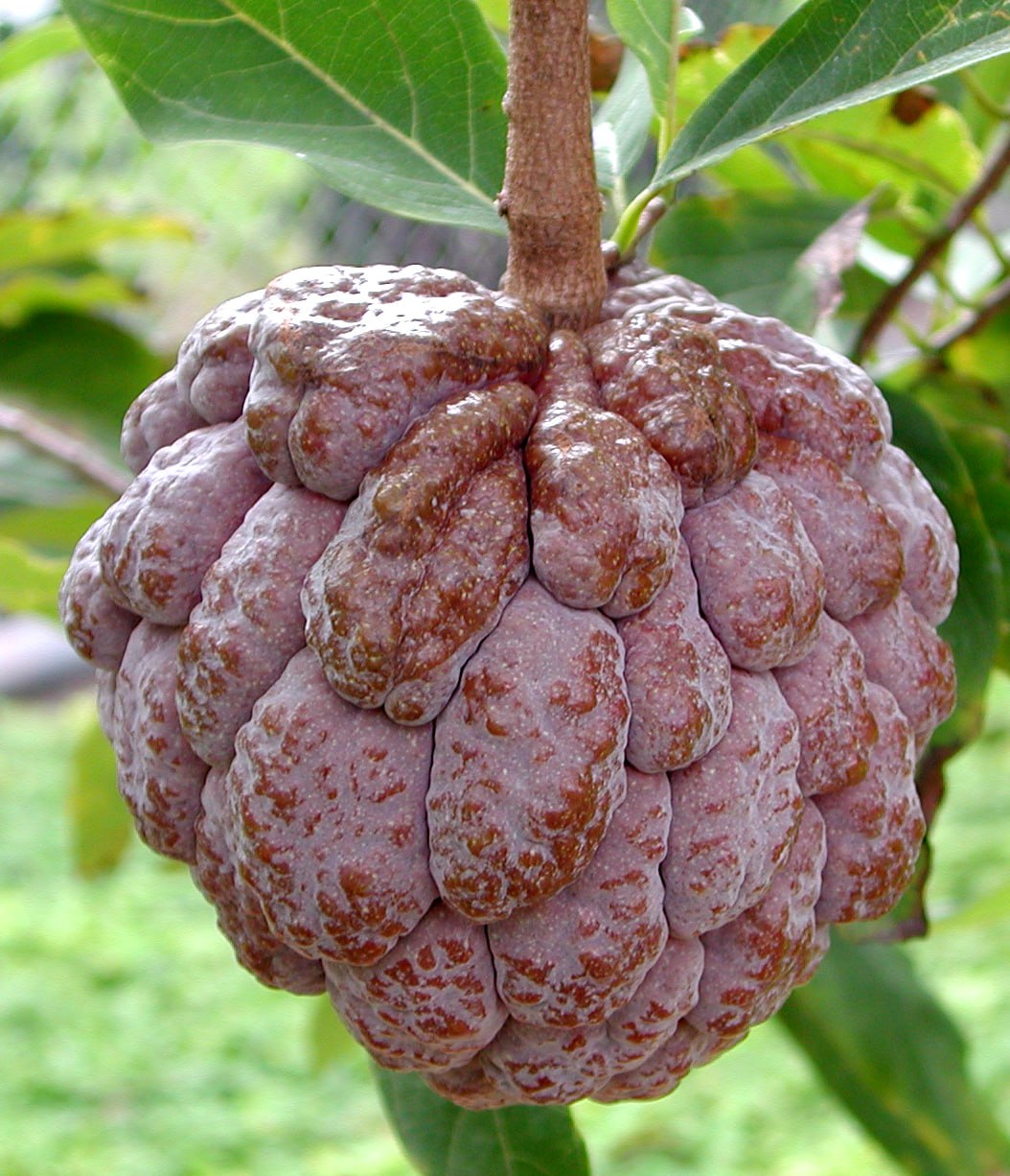 Annona squamosa - Sugar apple, Red fruit Kampong Mauve