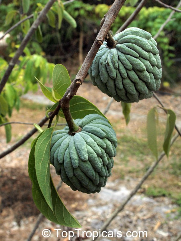 Annona squamosa - Sugar apple, Green fruit Thai Lessard