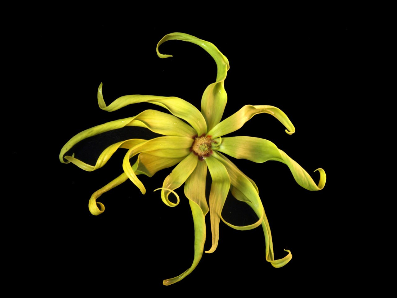 Cananga fruticosa - Dwarf Ylang-Ylang, Chanel No 5 Tree, flower