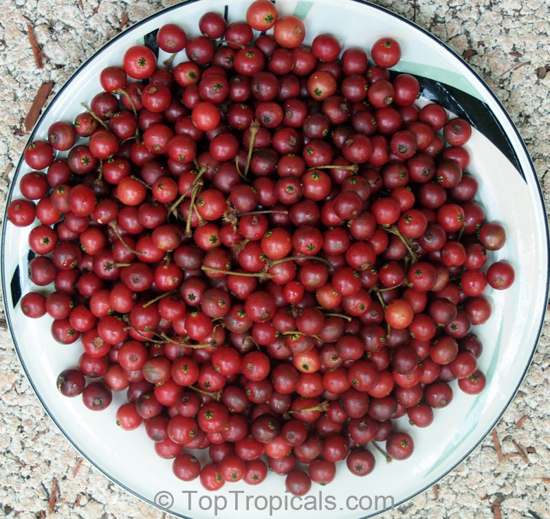  Strawberry tree, or Cotton Candy - Muntingia calabura, fruit on a plate