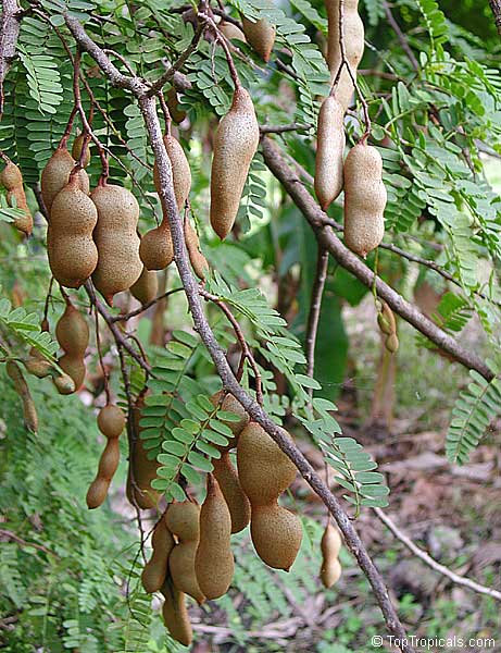 Tamarind tree (Tamarindus indica) 