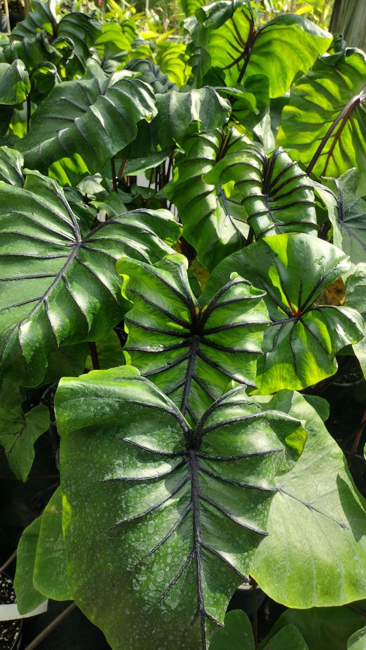 Colocasia Pharaoh Mask 