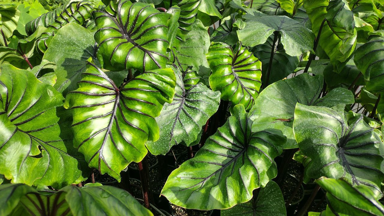 Colocasia Pharaoh Mask 