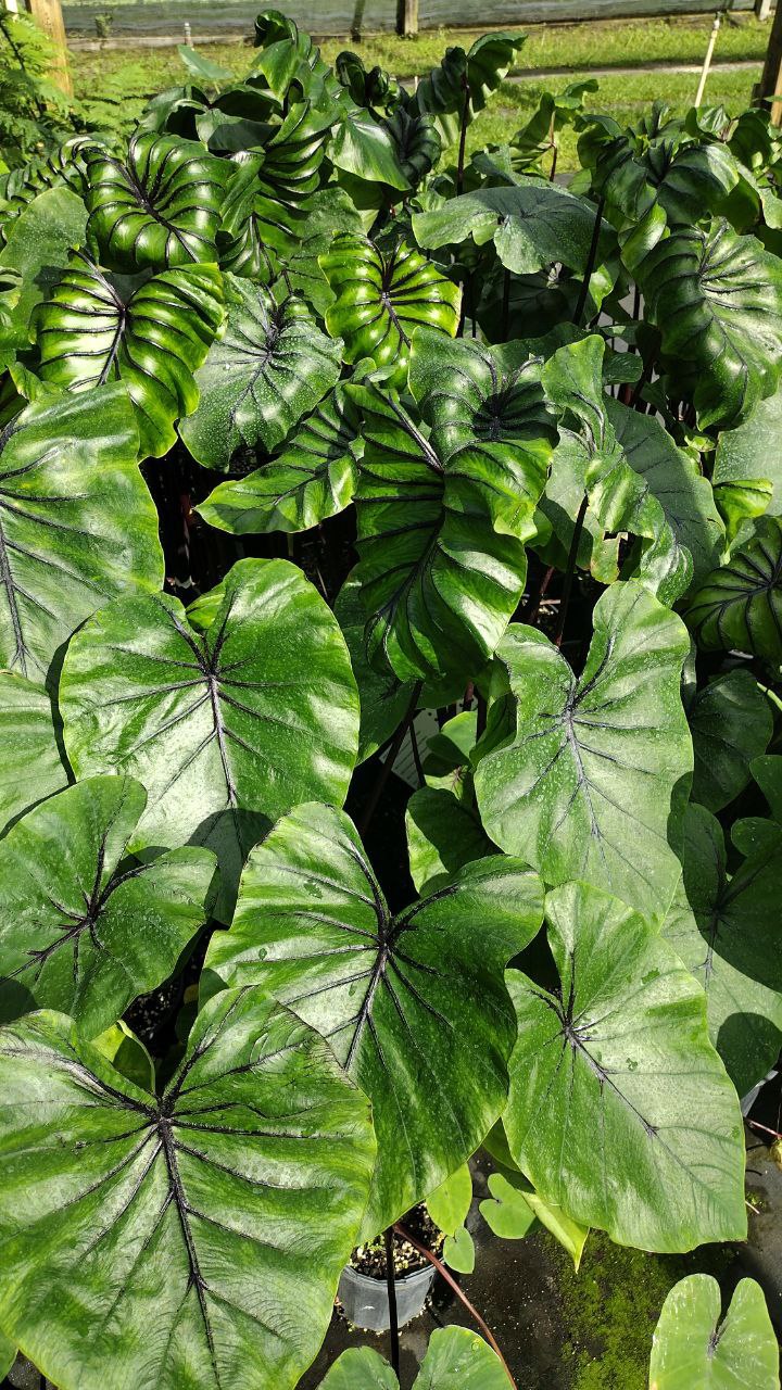 Colocasia Pharaoh Mask 