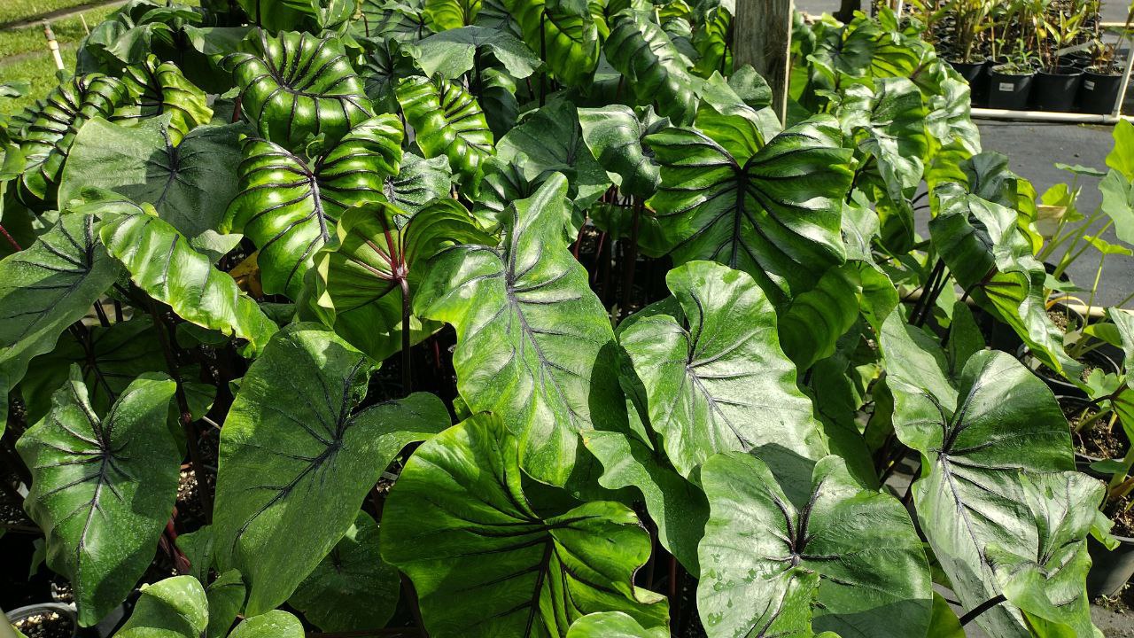 Colocasia Pharaoh Mask 