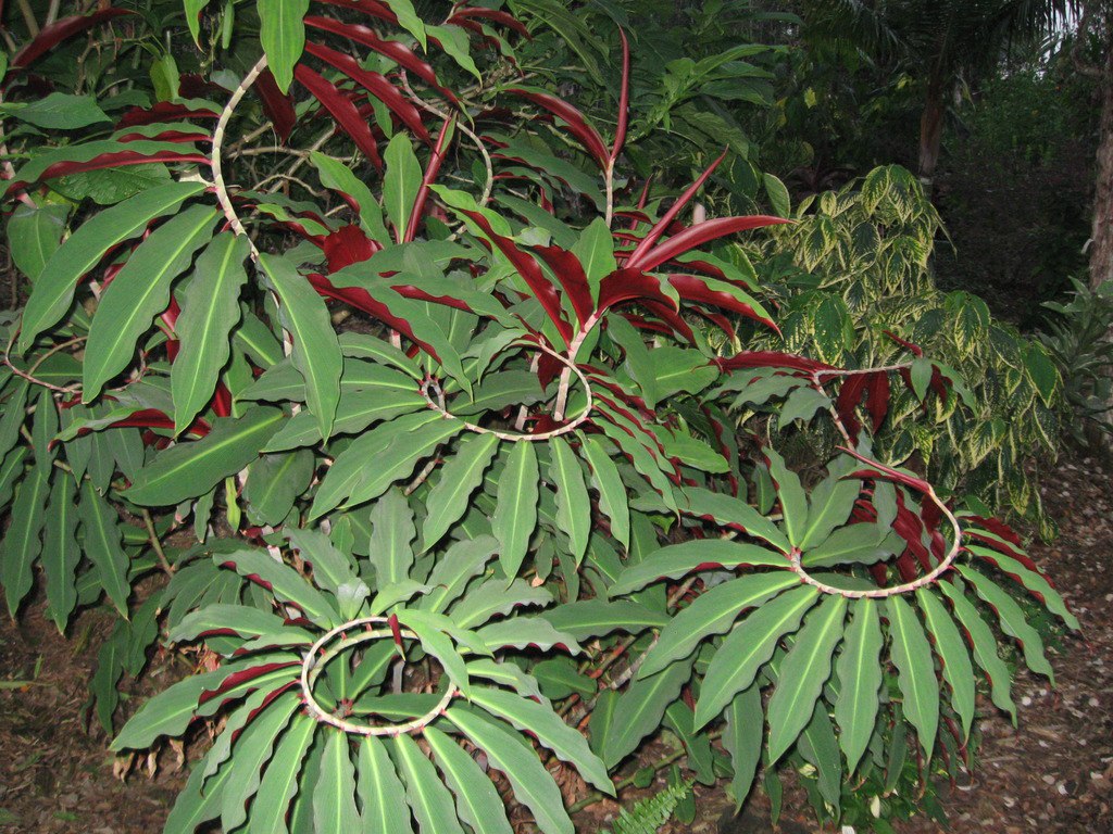 What is the most beautiful ginger? 5 most spectacular Ginger species What is the most beautiful ginger? 5 most spectacular Ginger species