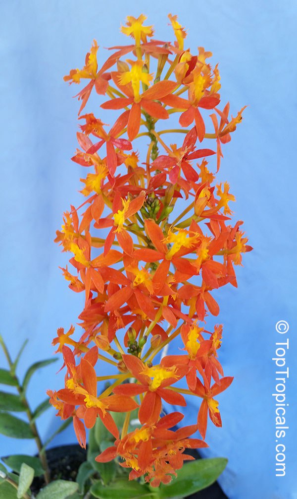 Epidendrum radicans - Orange Reed Ground Orchid