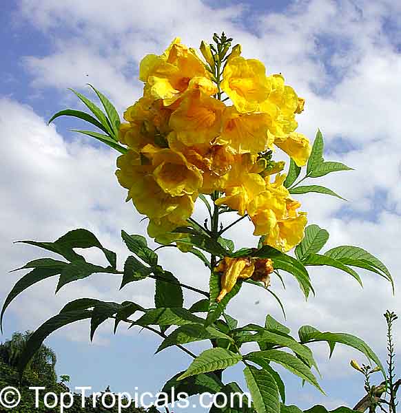 Tecoma stans - Yellow Elder, flower