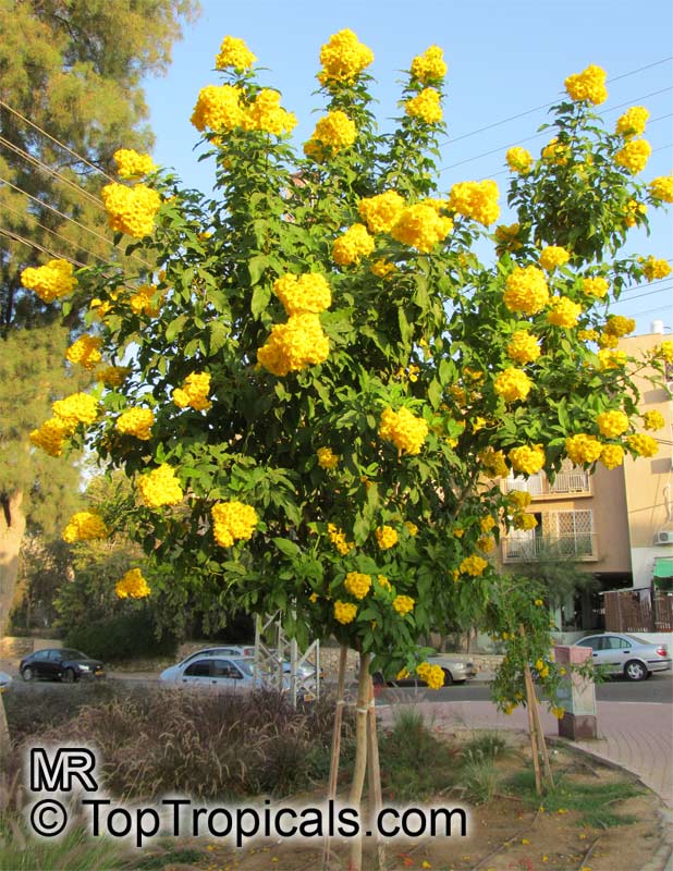 Tecoma stans - Yellow Elder flowering