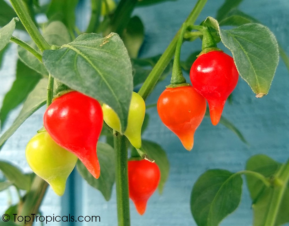 Capsicum annuum x chinense - Biquinho Pepper 