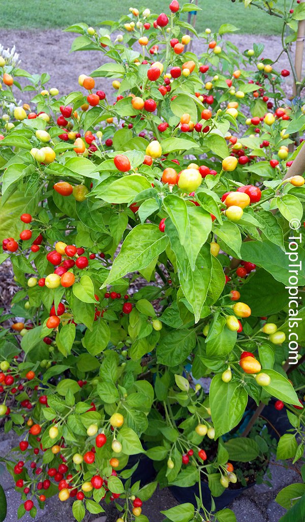 Capsicum frutescens - Wiri Wiri Papper