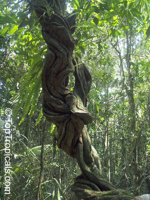 Banisteriopsis caapi - Ayahuasca