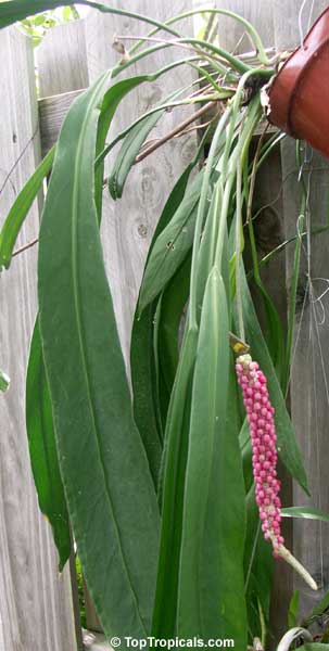 Anthurium vittarifolium - Long Leaf Anthurium