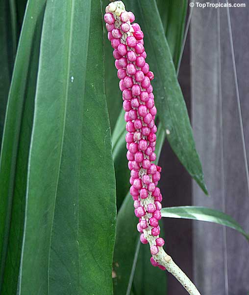 Anthurium vittarifolium - Long Leaf Anthurium