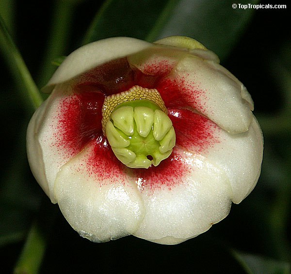 Clusia lanceolata - Porcelain Flower or Cerra Cipapau Apple, flower