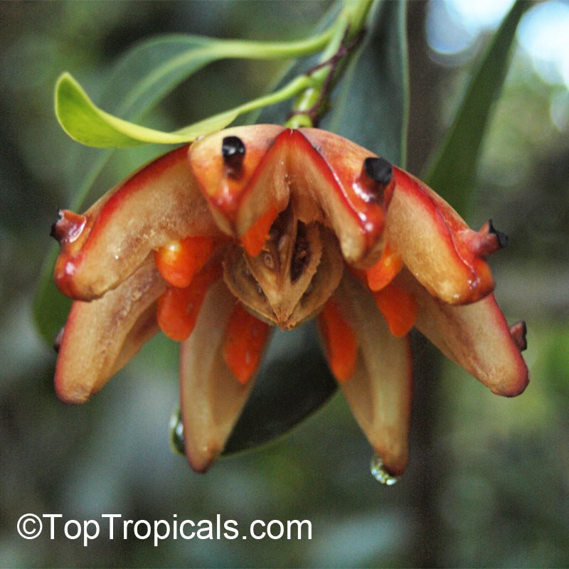 Clusia lanceolata - Porcelain Flower or Cerra Cipapau Apple, fruit with seeds