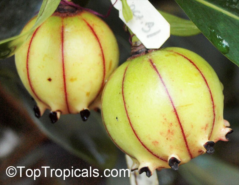 Clusia lanceolata - Porcelain Flower or Cerra Cipapau Apple, fruit