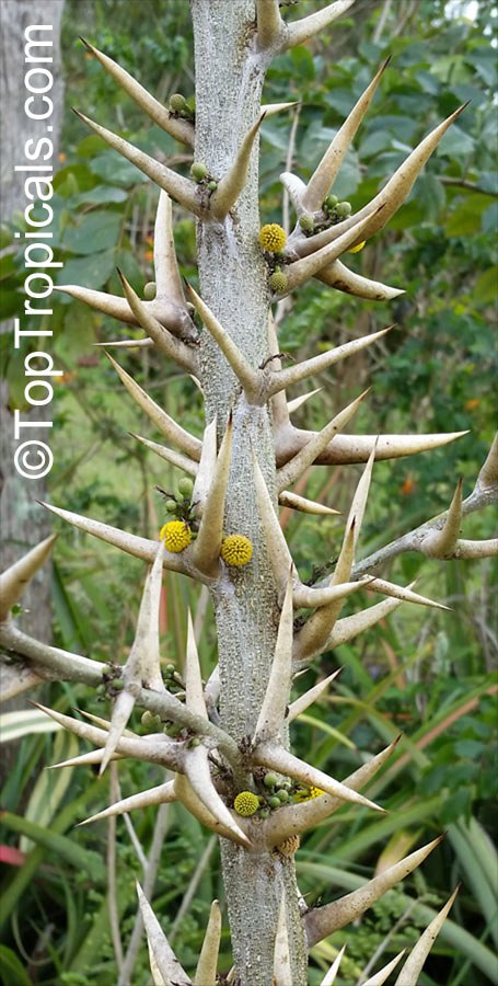 Acacia collinsii (sphaerocephala) - Bulls-Horn Acacia