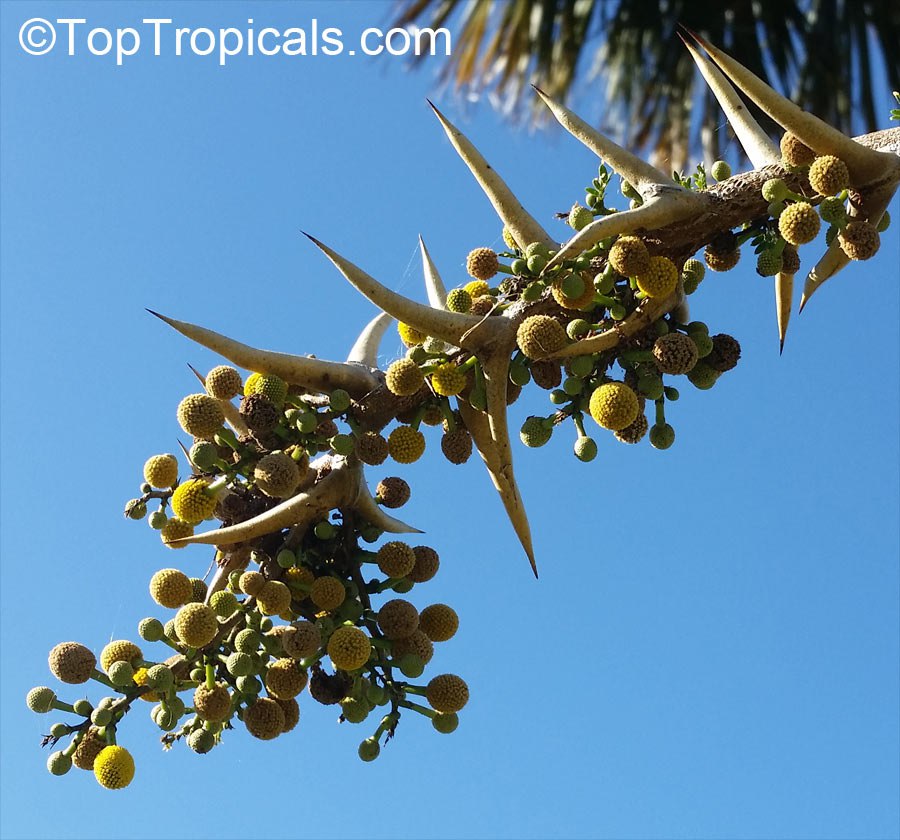 Acacia collinsii (sphaerocephala) - Bulls-Horn Acacia