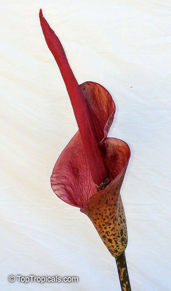 Amorphophallus konjak - Voodoo Lily, flower