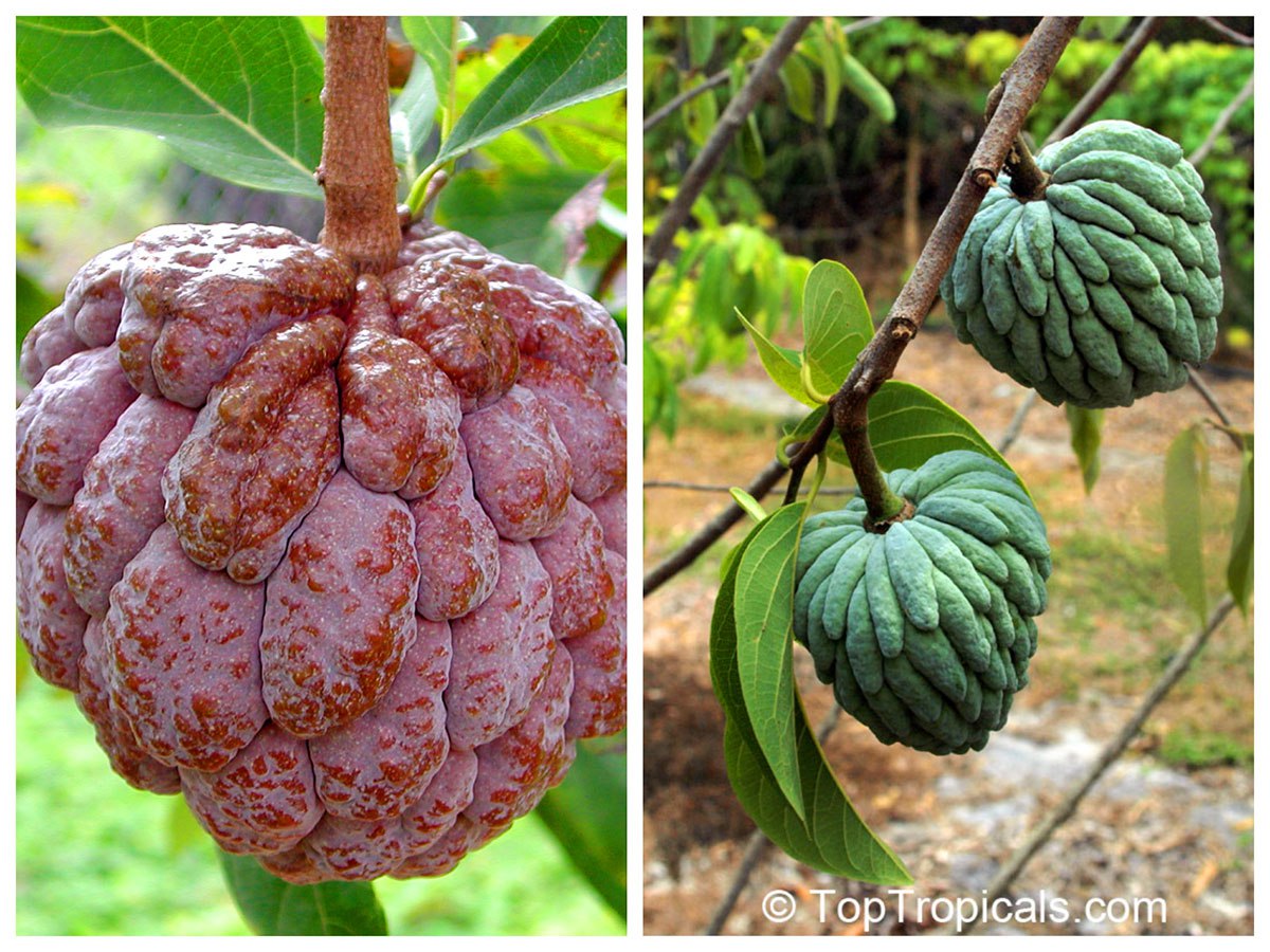 Annona - Sugar Apple, Custard Apple