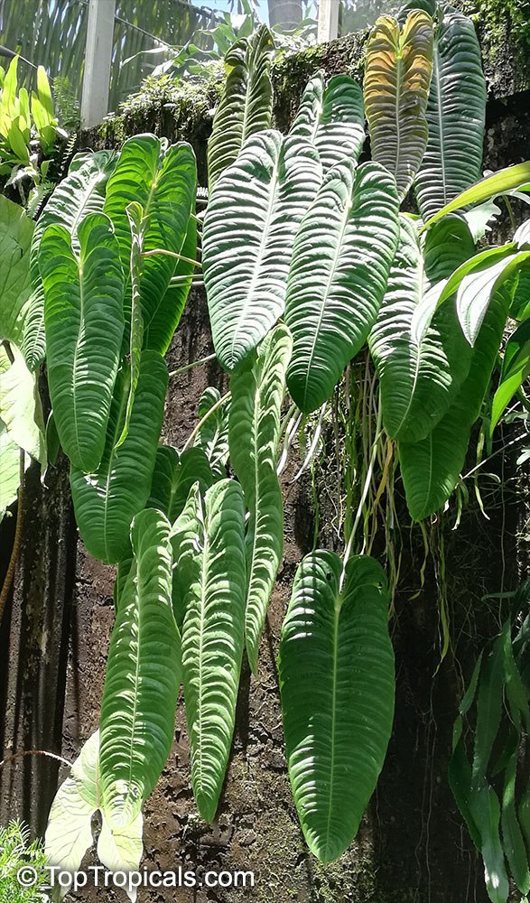 Anthurium veitchii - King Anthurium 