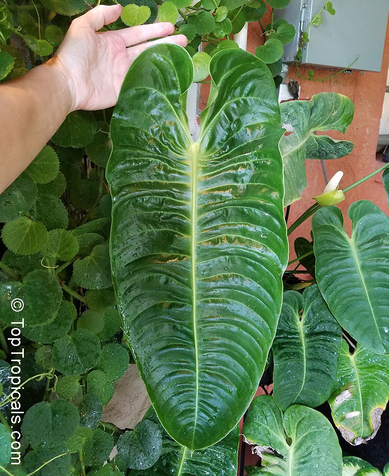 Anthurium veitchii - King Anthurium 