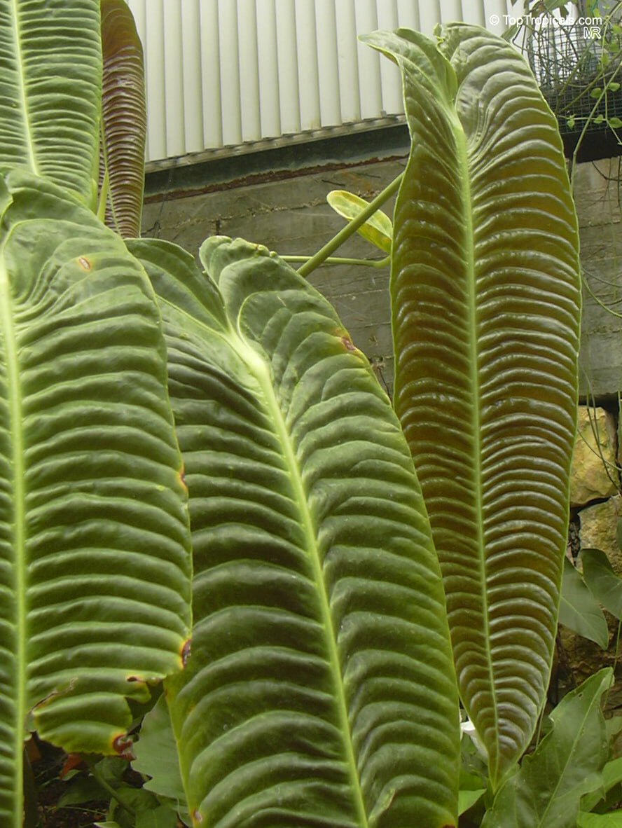 Anthurium veitchii - King Anthurium 