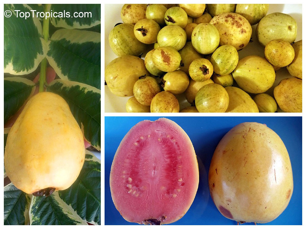 Guava (Psidium sp.) - Cattley and Tropical guava