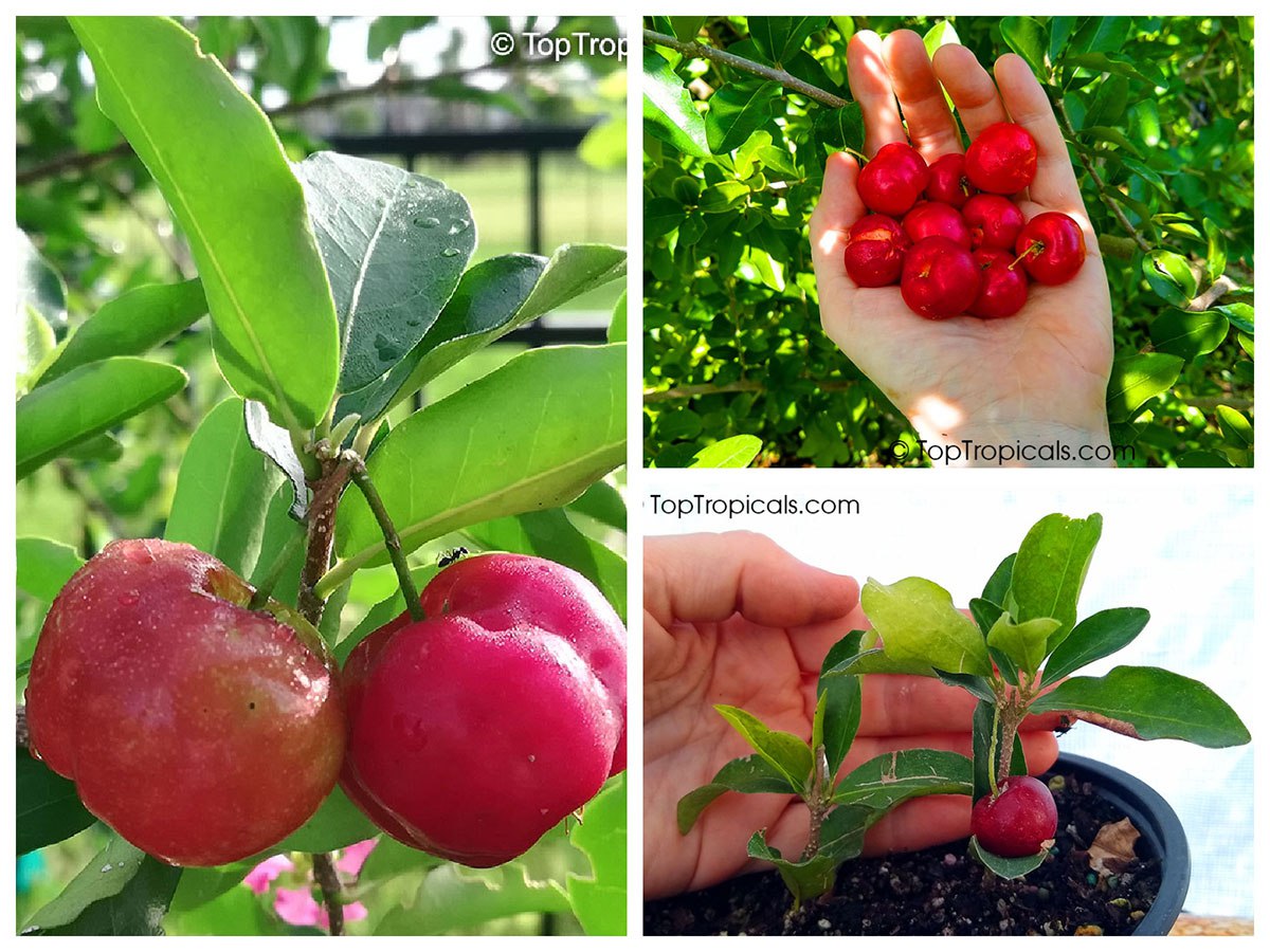 Barbados Cherry (Malpighia glabra) 