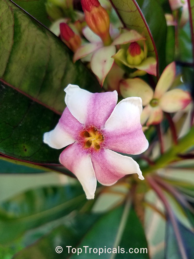 What flower is sweeter than any Jasmine