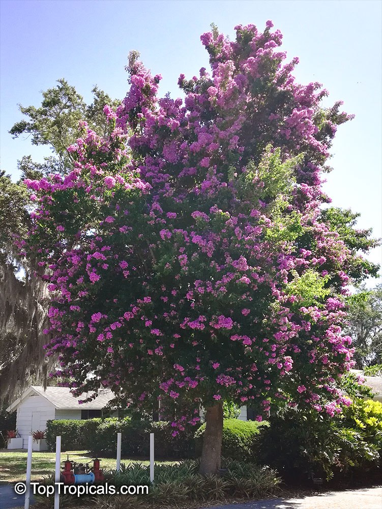 Bougainvillea arborea 