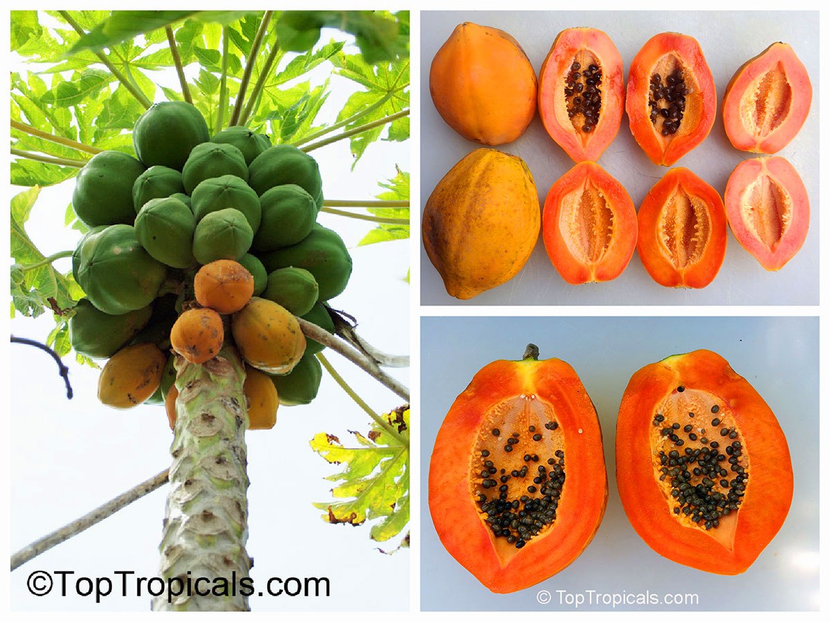 Top 10 fast-fruiting trees: 