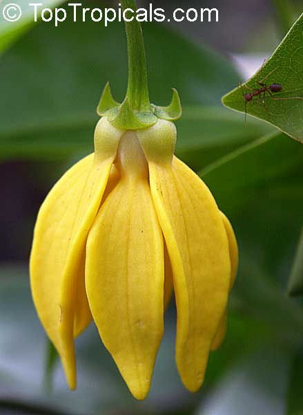 Artabotrys siamensis - Climbing Ylang-Ylang Vine