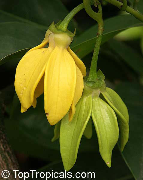 Artabotrys siamensis - Climbing Ylang-Ylang Vine