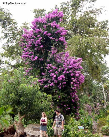 Bougainvillea arborea 