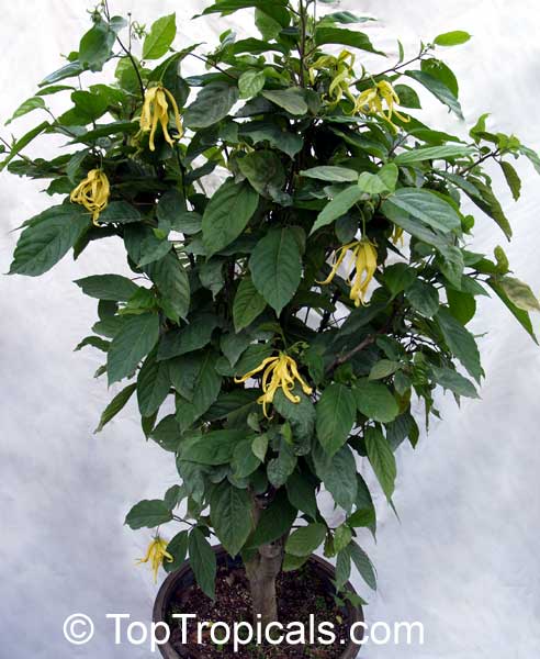 Cananga fruticosa - Dwarf Ylang-Ylang, Chanel No 5 Tree