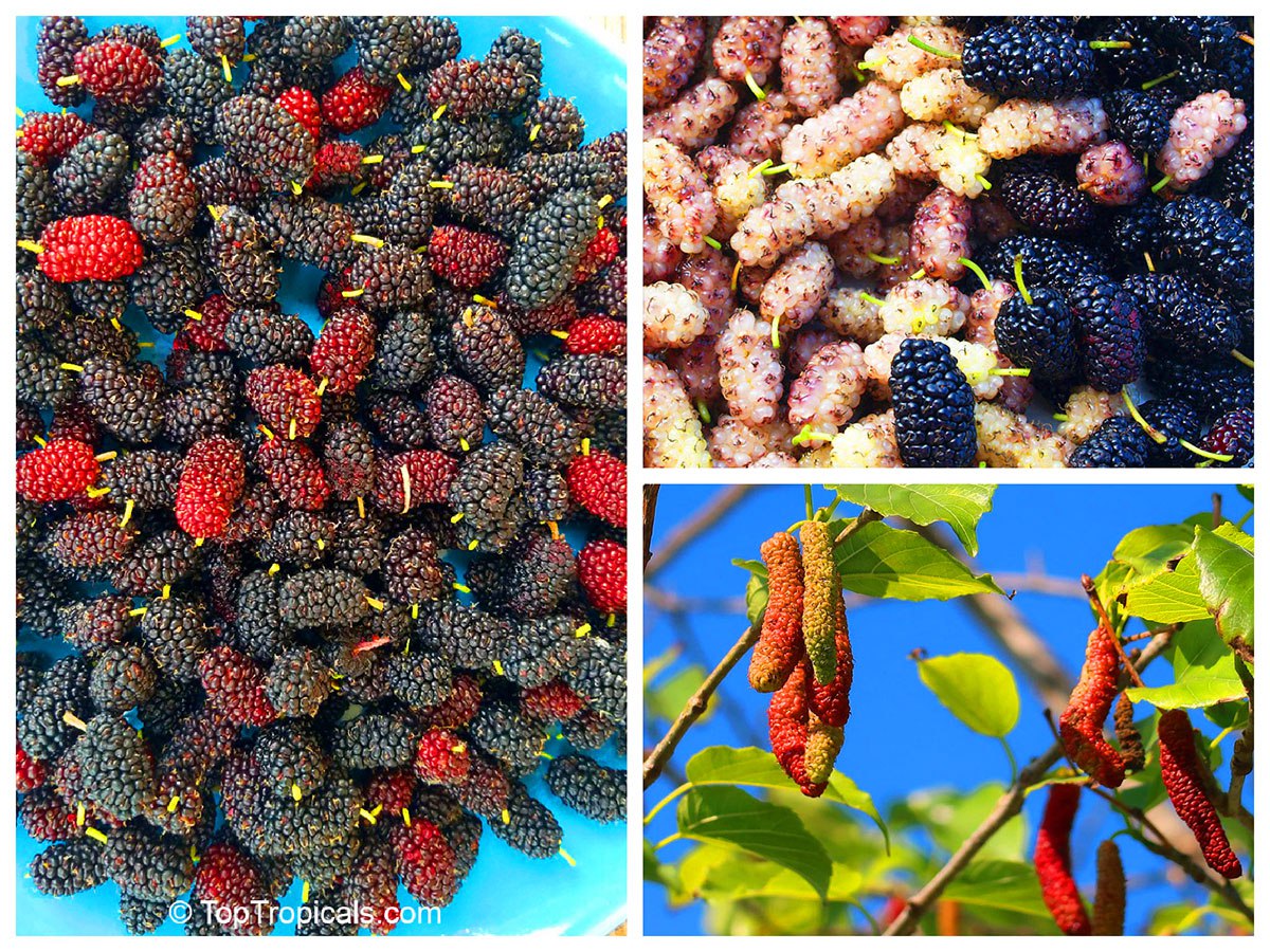 Top 10 fast-fruiting trees: 