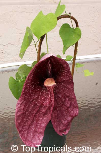 Aristolochia gigantea var. Brasiliensis - Giant Pelican Flower