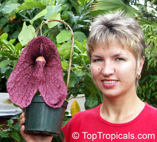 Aristolochia gigantea var. Brasiliensis - Giant Pelican Flower