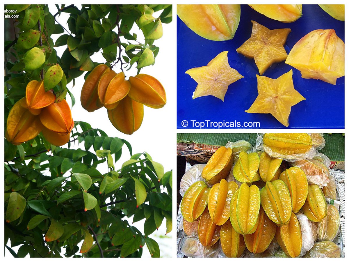 Carambola - Starfruit (Averrhoa carambola) 