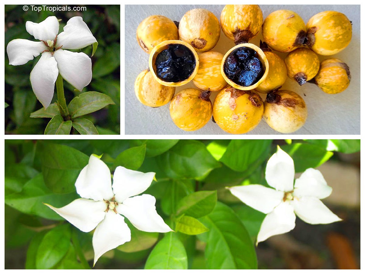 Blackberry Jam Fruit (Randia formosa) 