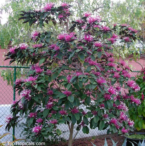 Clerodendrum quadriloculare - Winter Starburst, Fireworks