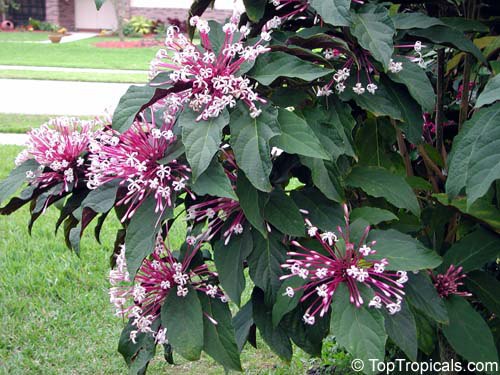 Clerodendrum quadriloculare - Winter Starburst, Fireworks