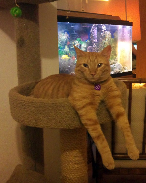  A fish tank is just interactive television for cats