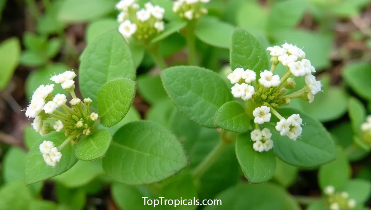 Lippia alba - Poleo, Pitiona